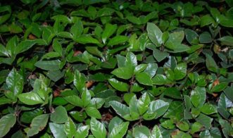 Landscape planting of thriving Japanese ardisia (Ardisia japonica) sited in part-shade. 