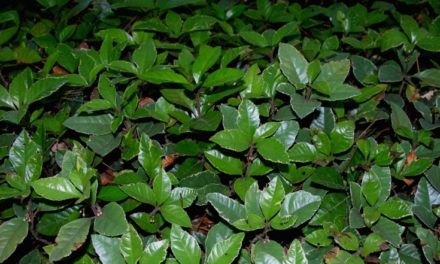 Japanese Ardisia