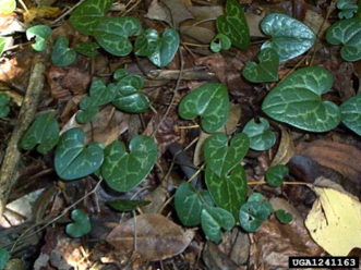 Large flower heartleaf wild ginger.