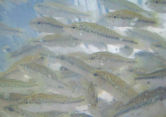Largemouth bass fingerlings are ready for stocking in a pond.