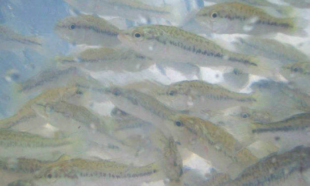 Stocking & Harvesting Recreational Fish Ponds