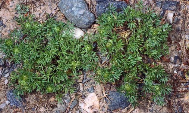 Lawn Burweed