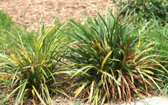 Leaf and crown rot of Liriope muscari ‘Evergreen Giant’.