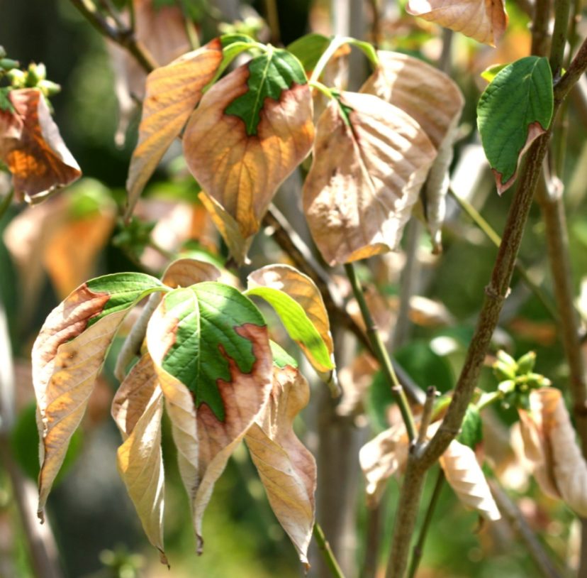 flowering dogwood leaves