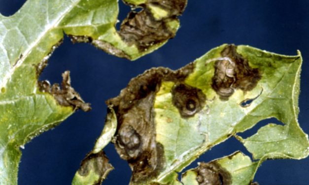 Cucumber, Squash, Melon & Other Cucurbit Diseases