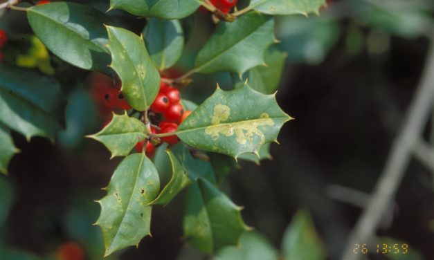 Holly Diseases & Insect Pests