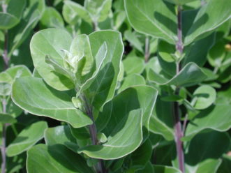 Leaves of beach vitex are in pairs on a woody stem and are nearly as long as they are wide. 
