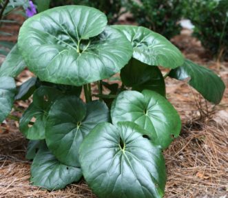 Leopard plant (Farfugium japonicum) has stunning foliage and bright yellow flowers in the fall. Joey Williamson, ©2016 HGIC, Clemson Extension