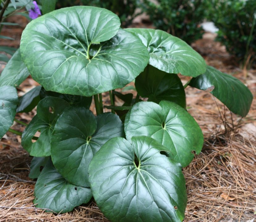 Leopard Plant | Home & Garden Information Center