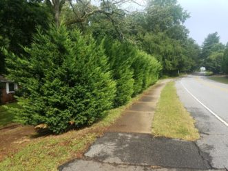Leyland Cypress planted as a monoculture screen along a roadway.