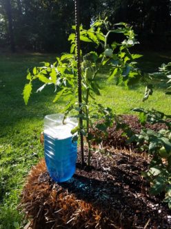 Liquid fertilizer can be added to the recycled plastic container used in the passive irrigation system.