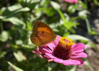 Little Yellow, Eurema lisa © 2016 Barbara Smith, Clemson Extension HGIC