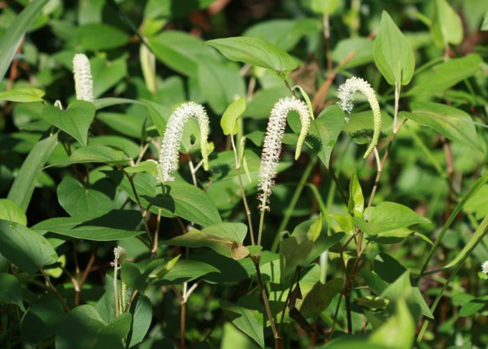 Lizard’s tail (Saururus cernuus) is a native plant that has tiny spike-like flowers that bloom in June.
