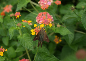 Long-tailed Skipper, Urbanus proteus © 2016 Barbara Smith, Clemson Extension HGIC