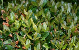Low winter temperatures burned back some of the older foliage on Japanese ardisia (Ardisia japonica). New bronze- green leaves arise from the stems in the spring 