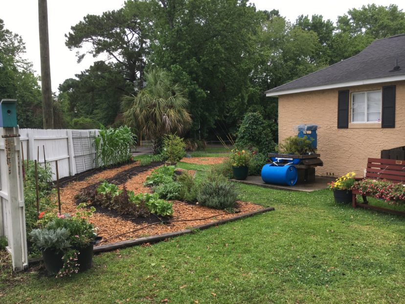 Maintain turf and remove weeds surrounding raised beds to limit competition, pest insects, and potential plant disease.