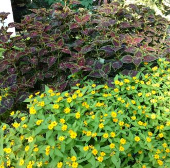 Melampodium contrasts well with other summer annuals, such as sun coleus.