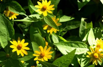 Melampodium or Butter Daisy (Melampodium divaricatum) is a low maintenance, reliable summer annual that blooms from May to frost.