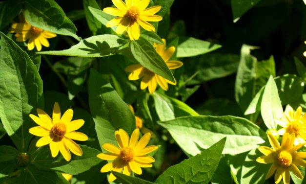 Melampodium or Butter Daisy