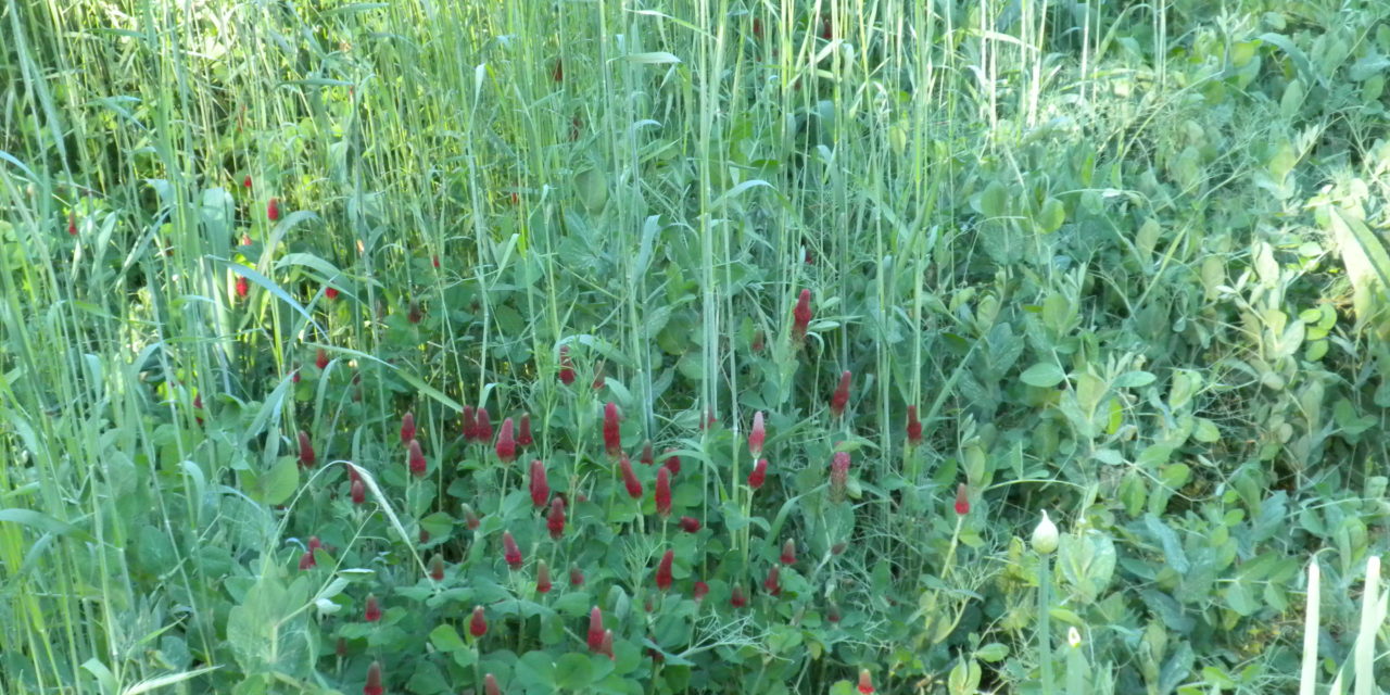 Mixed cover crop planting of rye (non-legume), crimson clover (legume), and Austrian winter pea (legume). S. Cory Tanner, ©2017, Clemson Extension