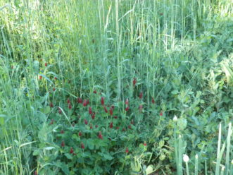 Mixed cover crop planting of rye (non-legume), crimson clover (legume), and Austrian winter pea (legume).