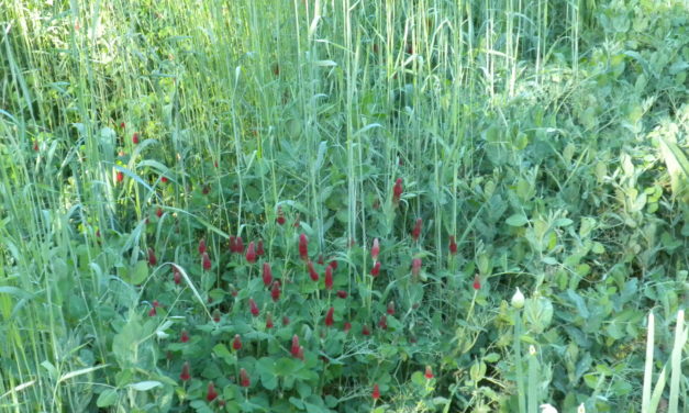 Cover Crops