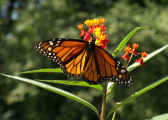 Monarch, Danaus plexippus © 2016 Barbara Smith, Clemson Extension HGIC