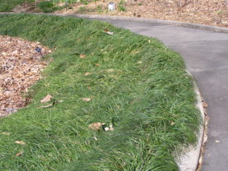 Mondo grass on a steep bank in late winter.