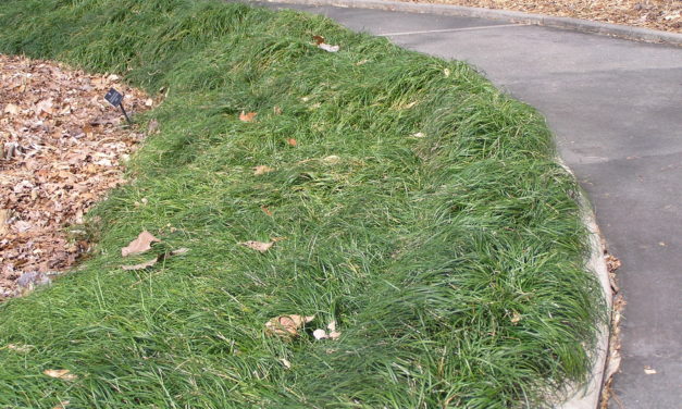 Mondo Grass
