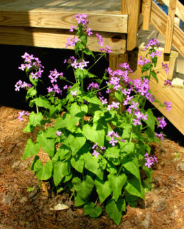 Money plant (Lunaria annua) blooming in March with bright, pinkish-lavender (magenta) flowers.