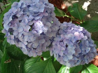 Mophead hydrangea (Hydrangea macrophylla var. macrophylla).