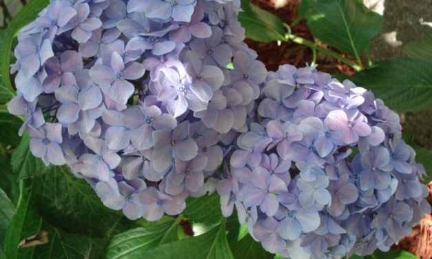 Pruning Hydrangeas