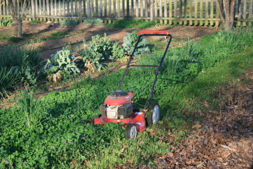 Mowing is one option for terminating a cover crop. 