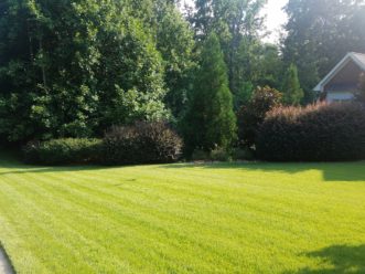Multiple plant species in a mixed screen provide diversity and safeguard against potential insect and disease problems. 
