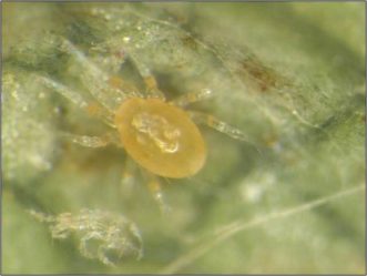 Neoseiulus californicus, a predatory mite
