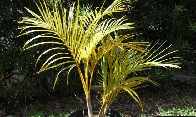Palm Diseases & Nutritional Problems