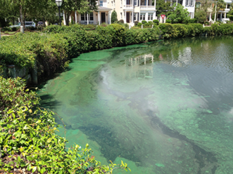Figure 2. Nutrients in runoff contributed to a cyanobacteria bloom in a community stormwater pond. This pond ultimately drained to a nearby tidal creek. How could this bloom have impacted the surrounding community and downstream creek? What actions could this community have taken to help prevent the bloom from occurring? Photo courtesy Sara Pachota.
