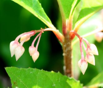 Pale-pink flower buds hang below foliage in early summer on Japanese ardisia (Ardisia japonica). 