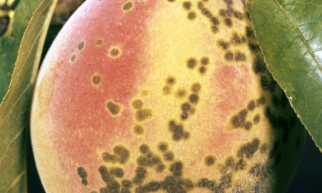 Peach Diseases