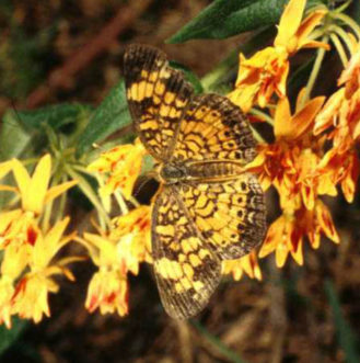 Pearl Crescent Phyciodes tharos