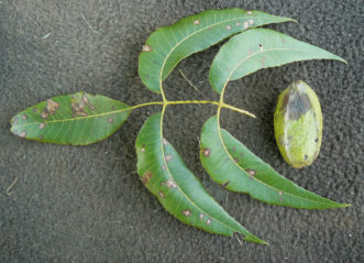 Pecan leaf and nut are infected with the fungus Cladosporium caryigenum, which causes pecan scab.