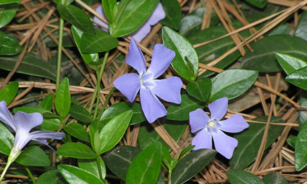 How to Grow Periwinkle (<em>Vinca</em> spp.) in South Carolina