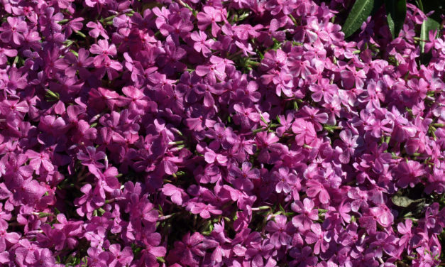 Phlox