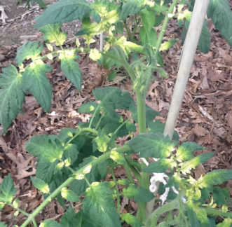 Photo 1. Initial symptoms of glyphosate herbicide injury on tomatoes are characteristically seen as white/yellow discoloration at the base of the youngest leaflets. 