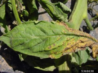 Photo 2. Later stage symptoms of glyphosate injury at the base of a leaflet.