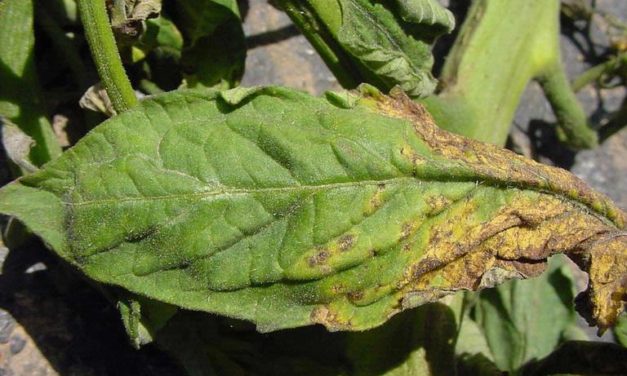 Glyphosate Damage on Tomatoes
