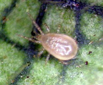 Phytoseiulus persimilis, a predatory mite