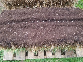 Place seeds at appropriate depth and spacing when using the flatbed planting method.