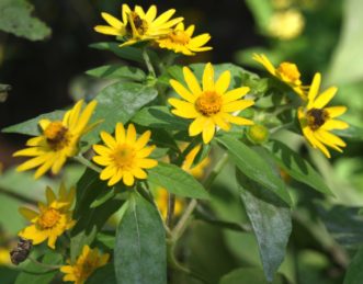 Powdery mildew may become a problem during hot, humid summers. It is important to space the plants to allow for proper air circulation. 