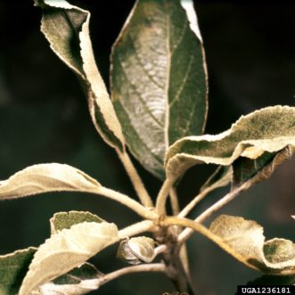 Powdery mildew on young growth of apple.